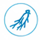 04_ginseng